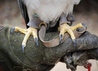 Talon Cyber Security scores $26m to help grow its development team