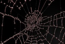 ZeroFox acquires dark web threat intelligence company Vigilante