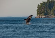 Orca Security doubles valuation in seven months