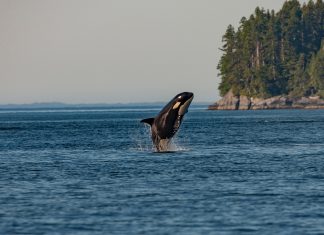 Orca Security doubles valuation in seven months
