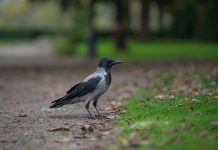 Corvus and CyberCube corroborate for cyber insurance underwriting