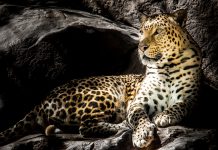 Panther Labs joins the ranks of CyberTech unicorns