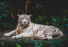 Tiger Global backs cyber firm Guardio in funding raise