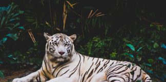 Tiger Global backs cyber firm Guardio in funding raise