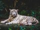 Tiger Global backs cyber firm Guardio in funding raise