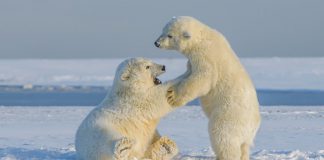 Polar Security ices $8.5m seed funding following stealth period