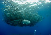 Anti-fraud company Sardine hooks Series A