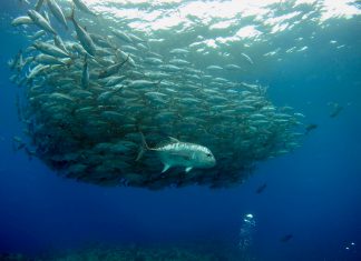 Anti-fraud company Sardine hooks Series A