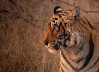 Tiger Global continues FinTech investment streak in CHEQ deal