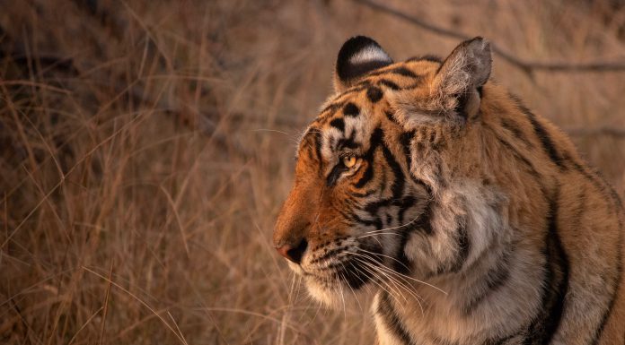 Tiger Global continues FinTech investment streak in CHEQ deal