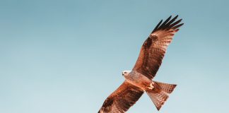 PayTech amnis partners with HAWK:AI to bolster AML capabilities