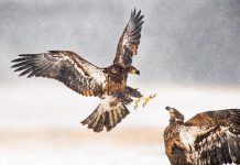 Talon Cyber Security gets claws on $43m round