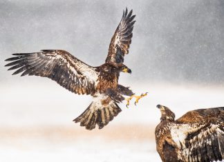 Talon Cyber Security gets claws on $43m round