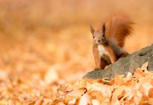 Squirro raises funds, acquires open.exchange, teams with ECB