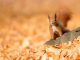Squirro raises funds, acquires open.exchange, teams with ECB