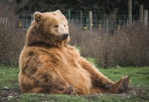 Crypto tax platform BearTax nets $3.2m in seed capital