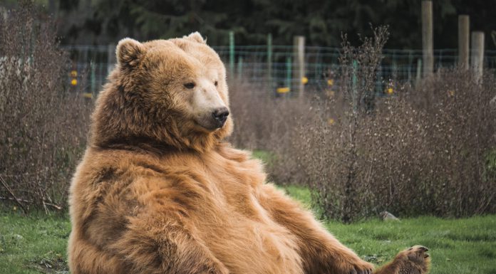 Crypto tax platform BearTax nets $3.2m in seed capital