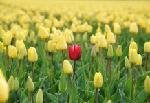 How innovative KYC practices can help financial institutions stand out