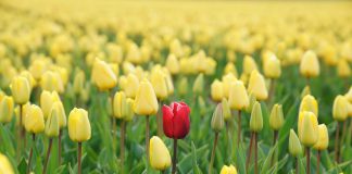 How innovative KYC practices can help financial institutions stand out