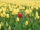 How innovative KYC practices can help financial institutions stand out