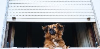 Italian watchdog slaps ClearView AI with €20m fine