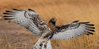CyberTech StackHawk bags $20.7m in Series B raise