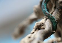CyberTech company Tailscale scores $100m in its Series B