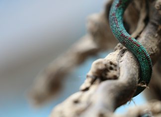 CyberTech company Tailscale scores $100m in its Series B