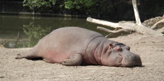 Hippo’s First Connect to offer cyber insurance by Chubb