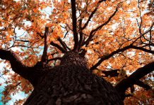 Red Oak Compliance helps new client remove human error potential