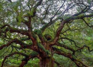 CyberTech startup oak9 collects $8m in funding