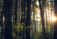 ESMA provides guidance to supervisors for sustainability