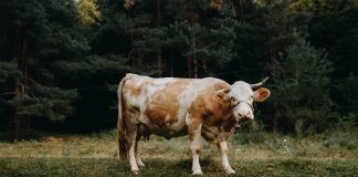 Cowbell Cyber and Palomar double-down amid explosive cyber insurance demand