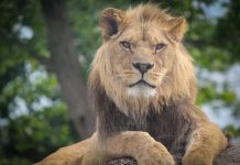 Data intelligence platform Lionguard nets $10m in funding