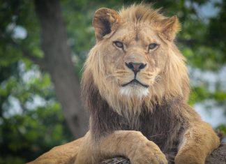 Data intelligence platform Lionguard nets $10m in funding