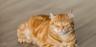 Crypto firm Meow bags $22m in Series A