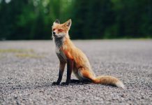 CyberTech Bishop Fox scores $75m from Series B