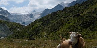 Cowbell Cyber and Swiss Re join forces for cyber offering