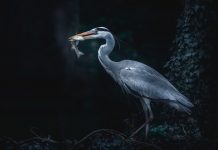 Singapore’s Safeheron bags $7m pre-series A Singapore's Safeheron bags $7m pre-series A