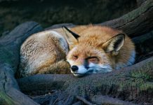 ZeroFox begins Nasdaq trading following SPAC deal