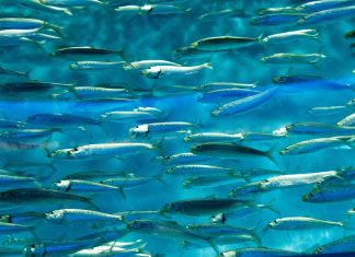 Anti-fraud startup Sardine makes a splash with Series B close Anti-fraud startup Sardine makes a splash with Series B close