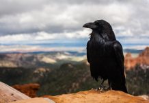 Data security firm Open Raven snaps up $20m Open