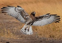 Hawk:AI teams up with 42flows.tech for AI-powered AML HawkAI-partners-42flows.tech-AML-fraud-surveillance