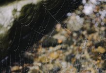 SpiderRock taps Eventus for trade surveillance offering Eventus