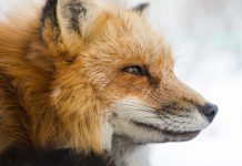 “Forward defence” CyberTech Bishop Fox bags $46m Forward defence CyberTech Bishop Fox bags $46m
