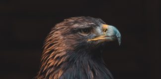 Hawk AI joins the Visa Fintech Partner Connect program Hawk AI joins the Visa Fintech Partner Connect program