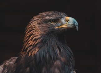 AML-and-fraud-prevention-RegTech-Hawk-AI-scores-$17m-in-Series-B