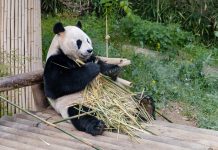 Singapore-based cybersecurity startup Blackpanda nets $15m singapore-based-cybersecurity-startup-blackpanda-nets-15m