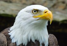 Eagle Eye Networks and Brivo secure $192m boost from SECOM Eagle Eye Networks and Brivo secure $192m boost from SECOM