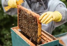 BeeKeeperAI secures $12.1m to bolster AI on private healthcare data BeeKeeperAI